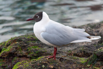 Gaviota cáhuil (Chroicocephalus maculipennis) posada en las rocas.
