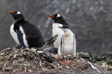 Manchots Papou et un bébé en antarctique