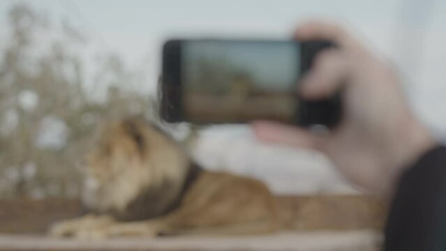 Smart phone photo of a lion in a zoo tourism