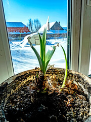 amaryllis buds are blooming in a pot on the windowsill - 756514180