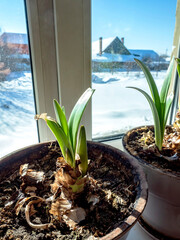 amaryllis buds are blooming in a pot on the windowsill - 756514396