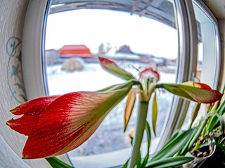 amaryllis buds are blooming in a pot on the windowsill, fisheye - 756514591