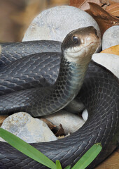 A Close-up Focus Stacked Image of a Black Racer Snake Sunning Itself - 756514941