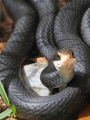 A Close-up Focus Stacked Image of an Eastern Black Racer Snake Sunning Itself - 756514953