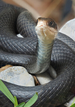 A Close-up Focus Stacked Image of a Black Racer Snake Sunning Itself