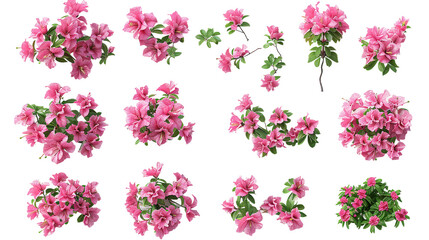Bougainvillea Flowers: Stunning Botanical Illustrations for Graphic Design Projects, Transparent Backgrounds Included!