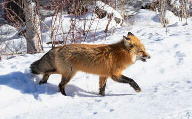 Red Fox Walking out of the Woods on Sunny Winter Day