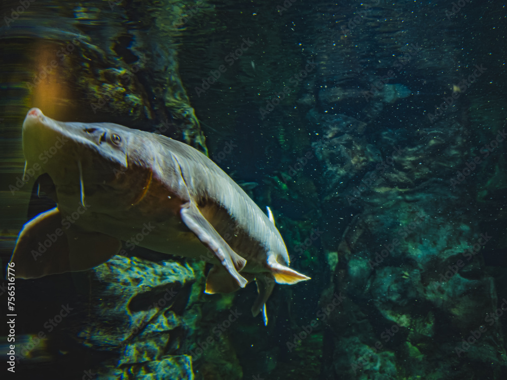 Wall mural Sturgeons swim underwater. Live sturgeon and other sturgeon family fish in water. Life of rare animals. Young beluga in nature habitat.