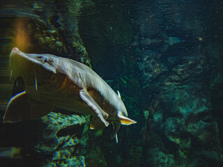 Sturgeons swim underwater. Live sturgeon and other sturgeon family fish in water. Life of rare...