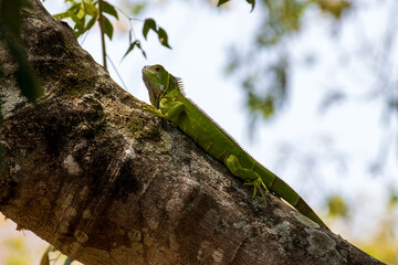 green lizard on a tree