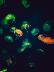 Fototapeta na wymiar Beautiful colorful jellyfish in aquarium.