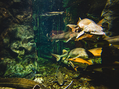 Aquarium fish in a beautiful aquarium