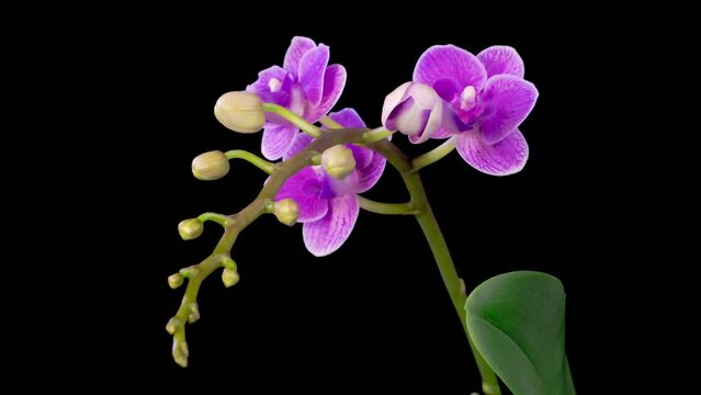 Orchid Blossoms. Blooming Purple Orchid Phalaenopsis Flower on Black Background. Purple Queen. Time Lapse. 4K.