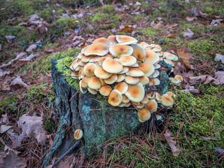Hypholoma fasciculare - sulphur tuft or clustered woodlover mushrooms growing in large clump on stump.