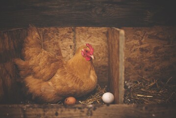 The hen sits patiently on her clutch of eggs, her warmth nurturing new life, a symbol of fertility...