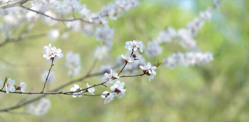 spring nature background with blooming gentle cherry flowers. beautiful white cherry flowers in...