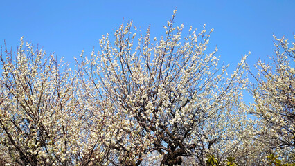 梅林の白梅と青空