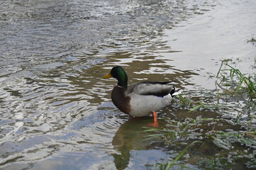 Canard dans un lac