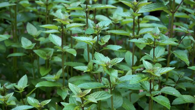 Close-up perspective of spearmint (Mentha spicata) plant stems adorned with vibrant green leaves. This aromatic herb thrives in clusters within a garden setting.