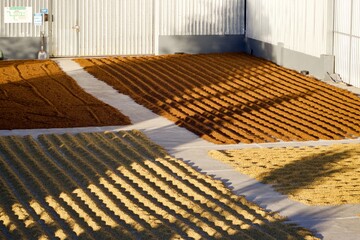 Cafe de Costa Rica secado al sol