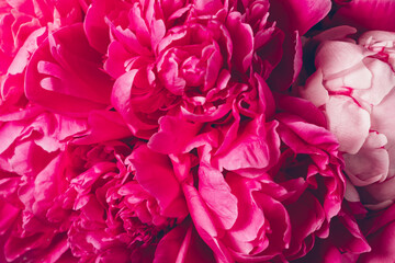 Beautiful colorful pink peony flowers in full bloom, close up. Natural floral texture for background. Blooming peonies.