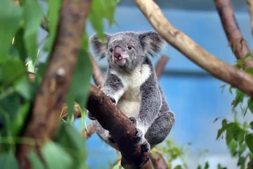 Fototapeten koala in a tree © Guaphoto