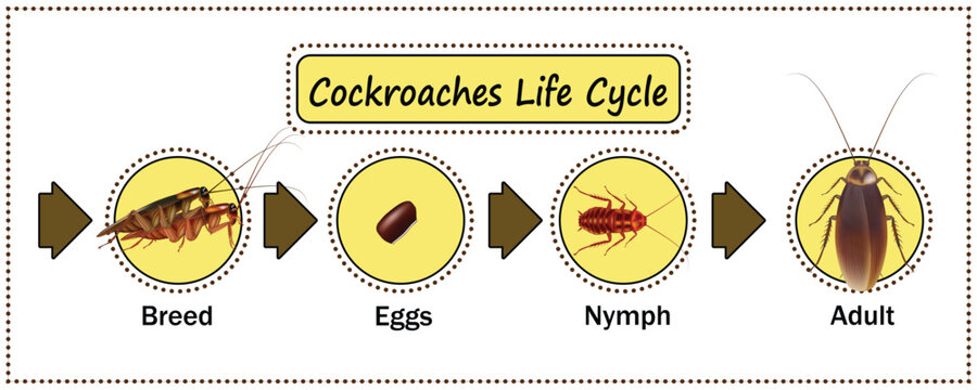 Cockroaches Life cycle, art for education