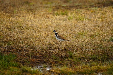killdeer