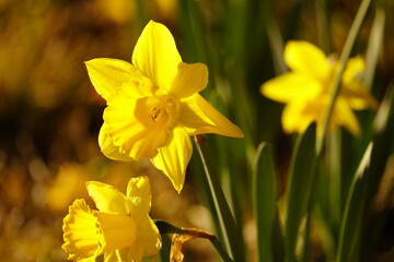 yellow daffodil flower