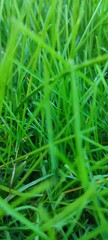 Grass