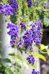 Obraz premium Beautiful golden dewdrop flowers.
