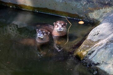 otters in the water