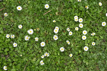 Marguerites dans un jardin