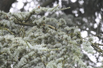 Fleurs blanches dans un arbre