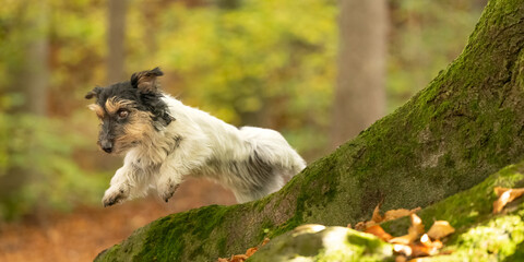 Fototapeta premium Small old funny Jack Russell Terrier dog is racing through the forest on a sunny day