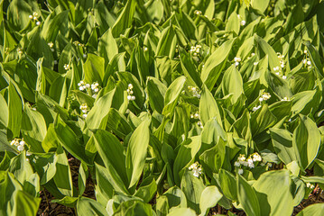 convallaria majalis: delicate beauty of lily of the valley in close-up
