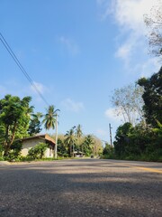 Fototapeta premium palm trees on the road