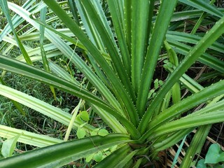 Kiekie is a densely branched, brittle, woody climber native to New Zealand. It is a member of the screwpalm family Pandanaceae.