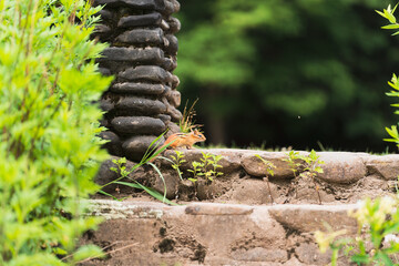 chipmunk 