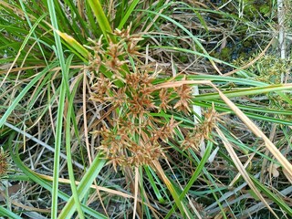Cyperus malaccensis or short-leaved Malacca galingale is a species of flowering plant in the sedge family. It is native to South Asia and Oceania.