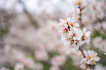 Blooming branches covered flowers, Prague in spring time. Flowering apple park Petrin in sun light. High quality photo