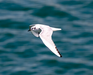 Seagull in Flight