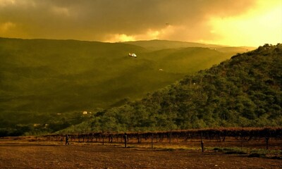 Obraz premium vineyard in autumn