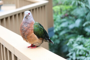 close up of a Purple-tailed Imperial Pigeon or Ducula rufigaster bird with green orange and grey feathers and red eye standing on the wooden fence with tree as background - Powered by Adobe