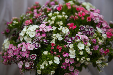 Bouquet of Dianthus barbatus flowers of different colors on a white background.