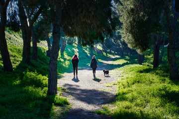 Two women walking with their dog, on a sunny morning, under a path of tall pine trees. Active life concept.