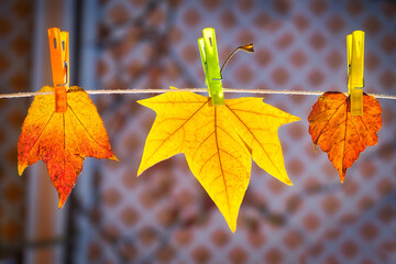 Autumn leaves hanging on the rope of a clothesline with clothespins. Autumn time concept.