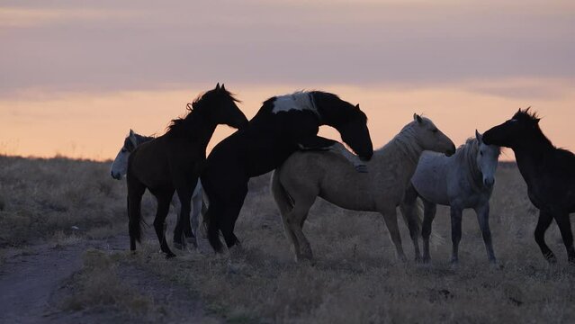 Frisky wild horses getting on each other as they try to mate during sunset in the Utah desert.