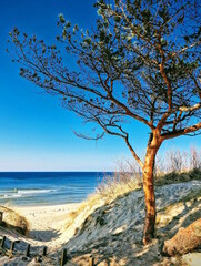 Fototapeta na wymiar Tall pine tree among the dunes on the shore of the Baltic Sea.