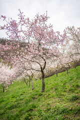 Fototapeta premium Blooming branches covered flowers, Prague in spring time. Flowering apple park Petrin in sun light. High quality photo